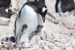 Manchot papou / Gentoo Penguin