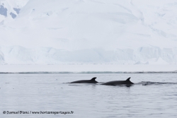 Petit rorqual / Antarctic Minke Whale