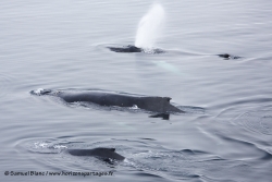 Baleine à bosse / Humpback Whale