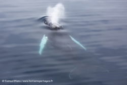 Baleine à bosse / Humpback Whale