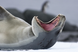 Léopard de mer / Leopard Seal