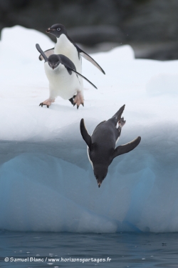 Manchot Adélie / Adélie penguin