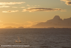 Coucher de soleil et orques / Sunset and orcas