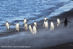 Manchot à jugulaire / Chinstrap Penguin