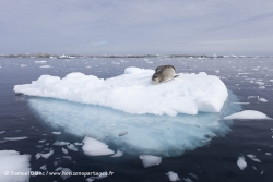 Léopard de mer / Leopard Seal