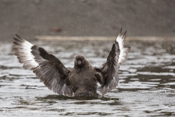 Labbe de McCormick / South Polar Skua