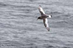 Pétrel antarctique