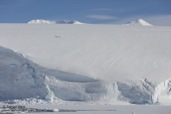 Manchots sur un glacier