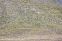 Ours polaires / Polar bears