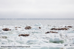 Morses sur le banquise / Walruses on sea ice