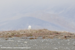 Harfang des neiges / Snowy owl