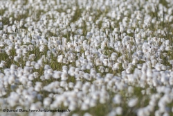 Coton arctique / Arctic coton grass