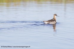 Phalarope à bec étroit / Red-necked phalarope