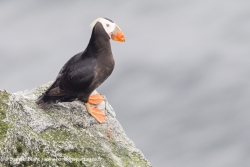 Macareux huppé / Tufted puffin