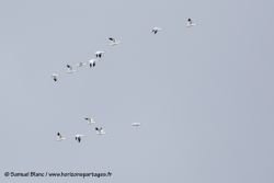 Oies des neiges / Snow geese