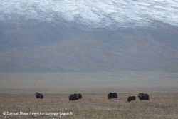 Boeufs musqués / Muskox