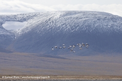 Oies des neiges / Snow geese