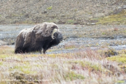 Boeuf musqué / Muskox