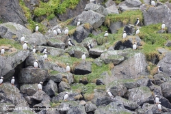 Macareux cornus / Horned puffins