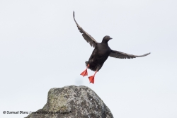 -SamueGuillemot colombin / Pigeon guillemotl_Blanc-20150815_091306