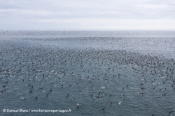 Puffins à bec grêle / Short-tailed shearwaters