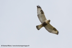 Buse pattue / Rough-legged buzzard