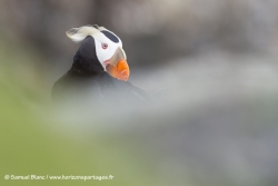 Macareux huppé / Tufted puffin