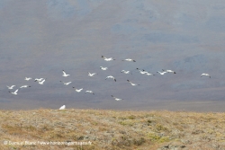 Harfang et oies des neiges / Snowy owl and Snow geese