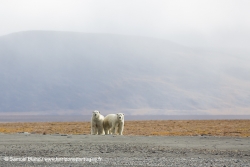 Ours polaires / Polar bears