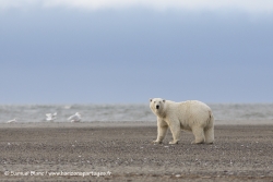 Ours polaire / Polar bear