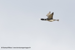 Plongeon à bec blanc / Yellow-billed loon