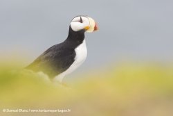 Macareux cornu / Horned puffin