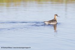 Phalarope à bec étroit / Red-necked phalarope