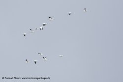 Oies des neiges / Snow geese