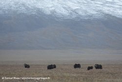 Boeufs musqués / Muskox