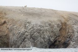 Ours polaire / Polar bear