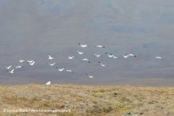 Harfang et oies des neiges / Snowy owl and Snow geese