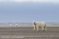 Ours polaire / Polar bear