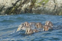 Morses / Walruses
