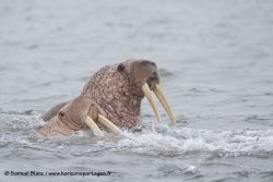 Morse / Walrus