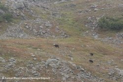Ours bruns / Brown bears