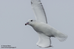 Fulmar antarctique / Southern fulmar