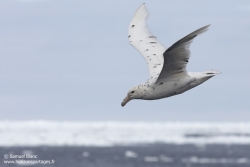 Pétrel géant antarctique / Southern giant petrel