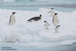 Manchots empereurs et manchots Adélie / Emperor penguins and Adélie penguins