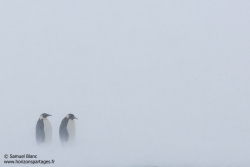 Manchots empereurs / Emperor penguins