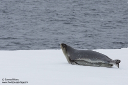 Phoque de Ross / Ross seal