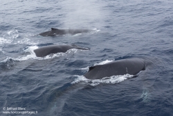 Baleines à bosse / Humpback whales