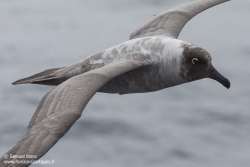 Albatros fuligieux à dos clair / Light-mantled sooty albatross