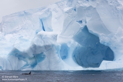 Orque et iceberg / Orca and iceberg