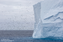 Pétrels antarctiques / Antarctic petrels